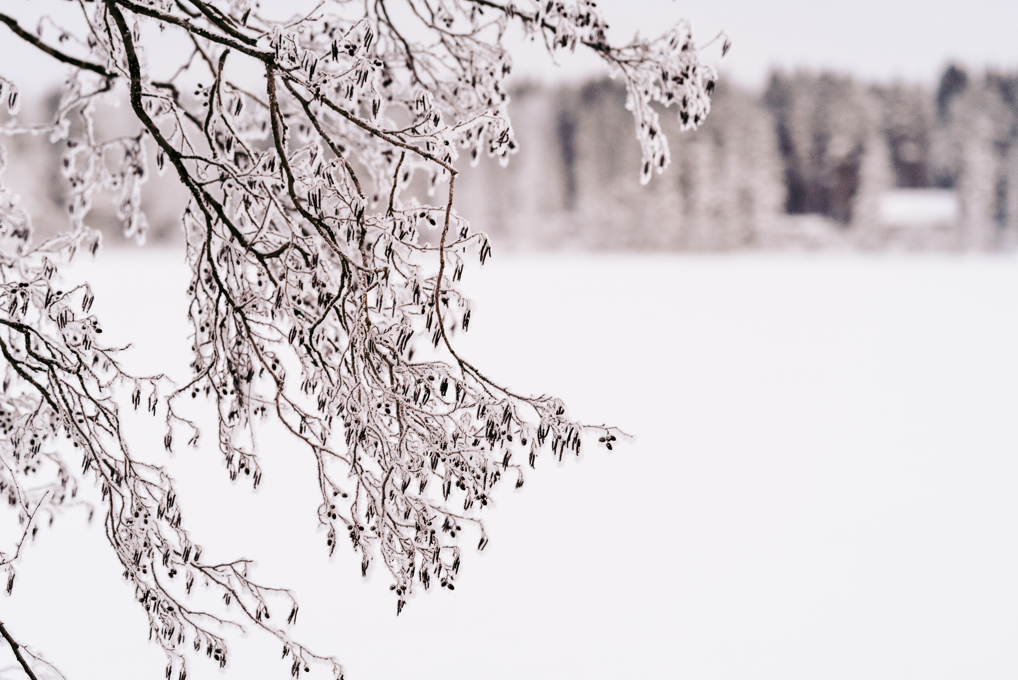 Luminen oksa ja taustalla valkea maisema